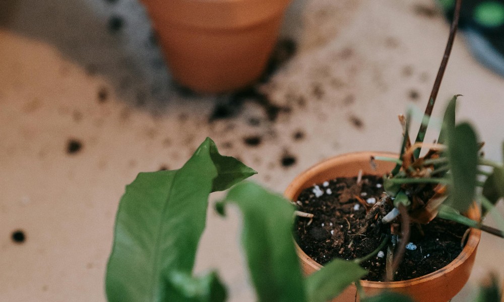 Torfverbrauch in Pflanzsubstraten 2024 deutlich gesunken